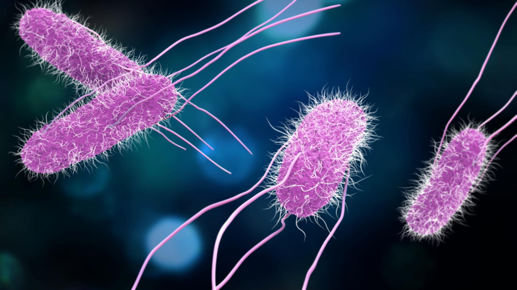 Surtus of Salmonella