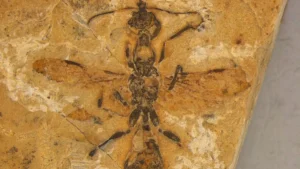 Fóssil da formiga hell ant encontrado no Brasil.