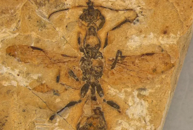 fóssil da formiga hell ant encontrado no brasil.